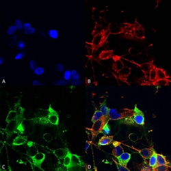 Invitrogen AMIGO1 Monoclonal Antibody (L86/33), PE 100 &mu;g; PE:Antibodies,