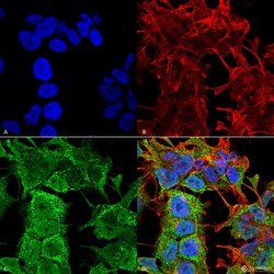 Invitrogen AMIGO1 Monoclonal Antibody (L86/33), PE 100 &mu;g; PE:Antibodies,