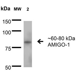 Invitrogen AMIGO1 Monoclonal Antibody (L86/33), PE 100 &mu;g; PE:Antibodies,