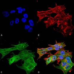 Invitrogen Versican Monoclonal Antibody (N351/23), APC 100 &mu;g; APC:Antibodies,