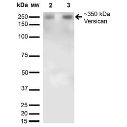 Invitrogen Versican Monoclonal Antibody (N351/23), FITC 100 &mu;g; FITC:Antibodies,
