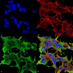 Invitrogen GluR1 Monoclonal Antibody (N355/1), APC 100 &mu;g; APC:Antibodies,