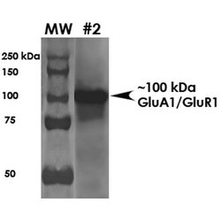 Invitrogen GluR1 Monoclonal Antibody (N355/1), FITC 100 &mu;g; FITC:Antibodies,