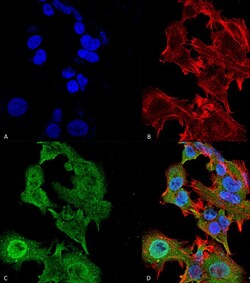 Invitrogen GFAP Monoclonal Antibody (N206A/8), APC 100 &mu;g; APC:Antibodies,