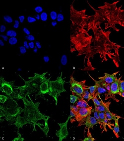 Invitrogen GFAP Monoclonal Antibody (N206B/9), PerCP 100 &mu;g; PerCP:Antibodies,