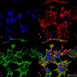 Invitrogen PTPRF Monoclonal Antibody (N165/38), APC 100 &mu;g; APC:Antibodies,
