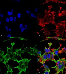 Invitrogen PTPRF Monoclonal Antibody (N165/38), FITC 100 &mu;g; FITC:Antibodies,