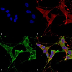 Invitrogen PTPRF Monoclonal Antibody (N165/38), PE 100 &mu;g; PE:Antibodies,