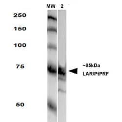 Invitrogen PTPRF Monoclonal Antibody (N165/38), PE 100 &mu;g; PE:Antibodies,