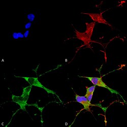 Invitrogen LRRK2 Monoclonal Antibody (N231B/34), FITC 100 &mu;g; FITC:Antibodies,