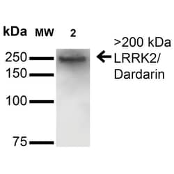 Invitrogen LRRK2 Monoclonal Antibody (N231B/34), PerCP 100 &mu;g; PerCP:Antibodies,