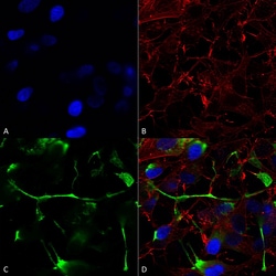 Invitrogen ATF4 Monoclonal Antibody (N360A/24), APC 100 &mu;g; APC:Antibodies,