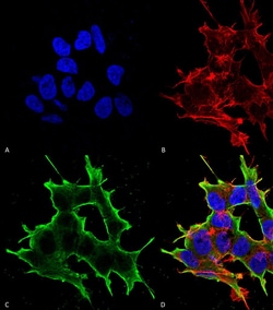 Invitrogen ATF4 Monoclonal Antibody (N360A/24), APC 100 &mu;g; APC:Antibodies,