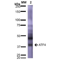 Invitrogen ATF4 Monoclonal Antibody (N360A/24), APC 100 &mu;g; APC:Antibodies,