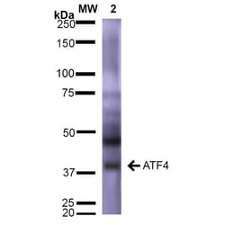 Invitrogen ATF4 Monoclonal Antibody ([N360A/24), PE 100 &mu;g | Buy Online | Invitrogen&trade; | Fisher Scientific