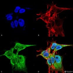 Invitrogen FGF13 Monoclonal Antibody (N235/22), FITC 100 &mu;g; FITC:Antibodies,
