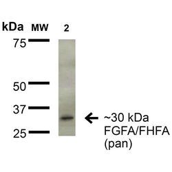 Invitrogen FGF13 Monoclonal Antibody (N235/22), FITC 100 &mu;g; FITC:Antibodies,