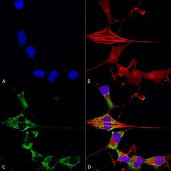 Invitrogen FGF13 Monoclonal Antibody (N235/22), PerCP 100 &mu;g; PerCP:Antibodies,
