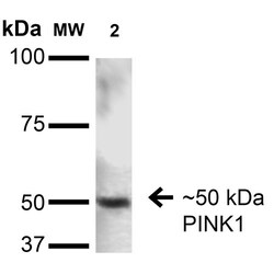 Invitrogen PINK1 Monoclonal Antibody (N4/15), FITC 100 &mu;g; FITC:Antibodies,