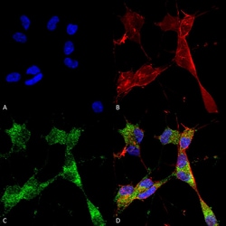 Invitrogen PINK1 Monoclonal Antibody (N4/15), PerCP 100 &mu;g; PerCP:Antibodies,