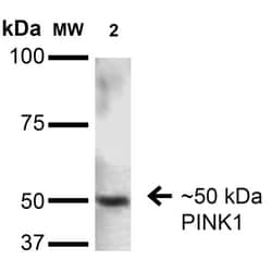 Invitrogen PINK1 Monoclonal Antibody (N4/15), PerCP 100 &mu;g; PerCP:Antibodies,