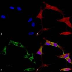 Invitrogen Protocadherin Gamma Monoclonal Antibody (N159/5), PE 100 &mu;g;