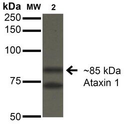 Invitrogen Ataxin 1 Monoclonal Antibody (N76/8), FITC 100 &mu;g; FITC:Antibodies,
