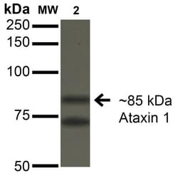 Invitrogen Ataxin 1 Monoclonal Antibody (N76/8), PE 100 &mu;g; PE:Antibodies,