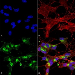 Invitrogen VDAC Monoclonal Antibody (N152B/23), PerCP 100 &mu;g; PerCP:Antibodies,