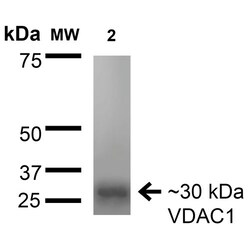 Invitrogen VDAC Monoclonal Antibody (N152B/23), PerCP 100 &mu;g; PerCP:Antibodies,