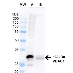 Invitrogen VDAC Monoclonal Antibody (N152B/23), PerCP 100 &mu;g; PerCP:Antibodies,
