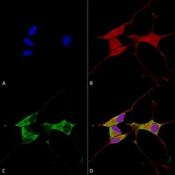 Invitrogen MFN2 Monoclonal Antibody (N153/5), APC 100 &mu;g; APC:Antibodies,