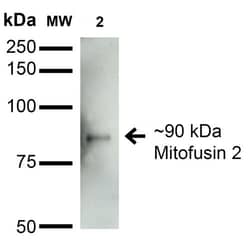 Invitrogen MFN2 Monoclonal Antibody (N153/5), APC 100 &mu;g; APC:Antibodies,