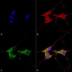 Invitrogen MFN2 Monoclonal Antibody (N153/5), FITC 100 &mu;g; FITC:Antibodies,