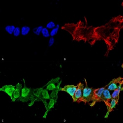 Invitrogen MFN2 Monoclonal Antibody (N153/5), FITC 100 &mu;g; FITC:Antibodies,