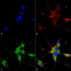 Invitrogen SHANK1/SHANK3 Monoclonal Antibody (N367/51), APC 100 &mu;g;
