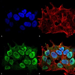 Invitrogen SHANK1/SHANK3 Monoclonal Antibody (N367/51), APC 100 &mu;g;