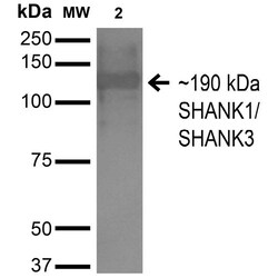 Invitrogen SHANK1/SHANK3 Monoclonal Antibody (N367/51), APC 100 &mu;g;