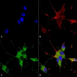 Invitrogen SHANK1/SHANK3 Monoclonal Antibody (N367/51), PerCP 100 &mu;g;