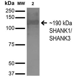 Invitrogen SHANK1/SHANK3 Monoclonal Antibody (N367/51), PerCP 100 &mu;g;