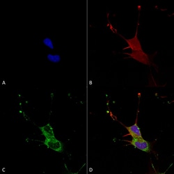 Invitrogen LGI1 Monoclonal Antibody (N283/7), PerCP 100 &mu;g; PerCP:Antibodies,