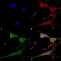 Invitrogen NRCAM Monoclonal Antibody (N364/51), PerCP 100 &mu;g; PerCP:Antibodies,