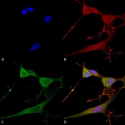 NRCAM Monoclonal Antibody (S364-51), PE, Invitrogen 100 &mu;g; PE:Antibodies,