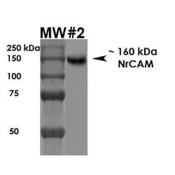 NRCAM Monoclonal Antibody (S364-51), PE, Invitrogen 100 &mu;g; PE:Antibodies,