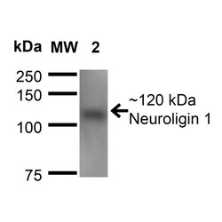 Invitrogen Neuroligin 1 Monoclonal Antibody (N97A/31), PerCP 100 &mu;g;