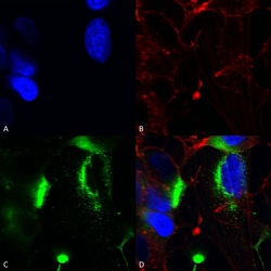 Invitrogen QKI Monoclonal Antibody (N147/6), FITC 100 &mu;g; FITC:Antibodies,