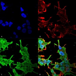 Invitrogen QKI Monoclonal Antibody (N147/6), FITC 100 &mu;g; FITC:Antibodies,