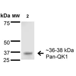 Invitrogen QKI Monoclonal Antibody (N147/6), FITC 100 &mu;g; FITC:Antibodies,