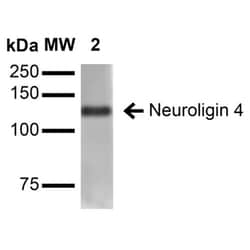 Invitrogen NLGN4X (Neuroligin-4) Monoclonal Antibody (N98/7), PE 100 &mu;g;