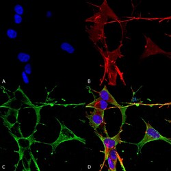 Invitrogen NLGN3 Monoclonal Antibody (N110/29), APC 100 &mu;g; APC:Antibodies,